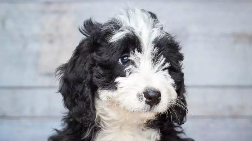 A black and white puppy is sitting in front of a wooden background.