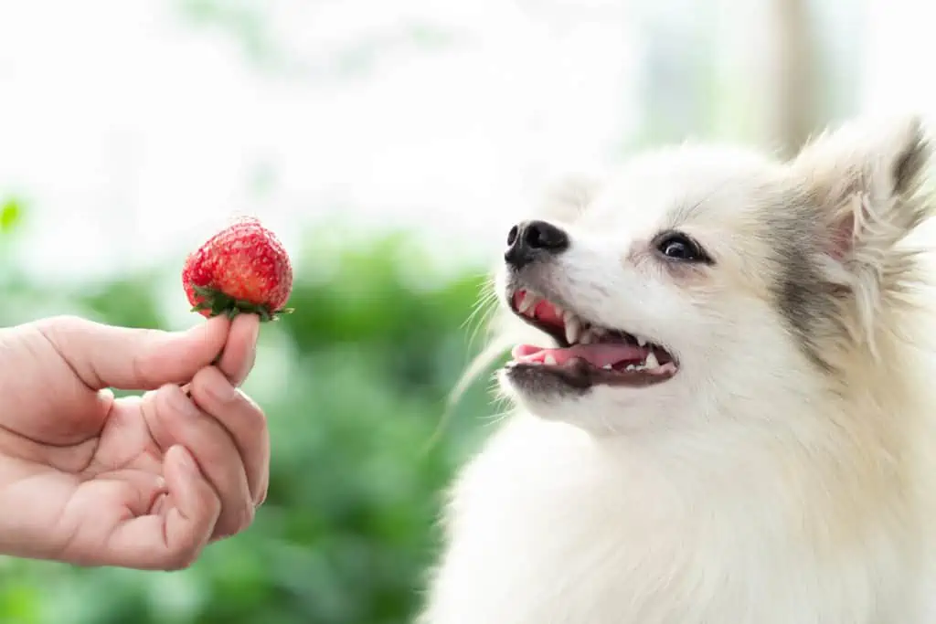 A dog is being fed a strawberry by a person.