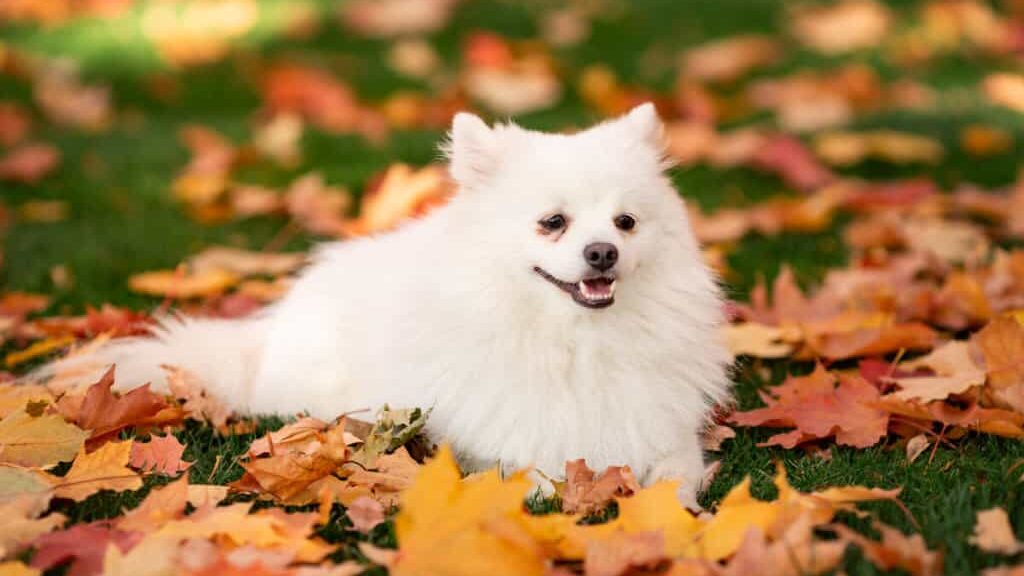 A white pomeranian dog laying in the fall leaves.