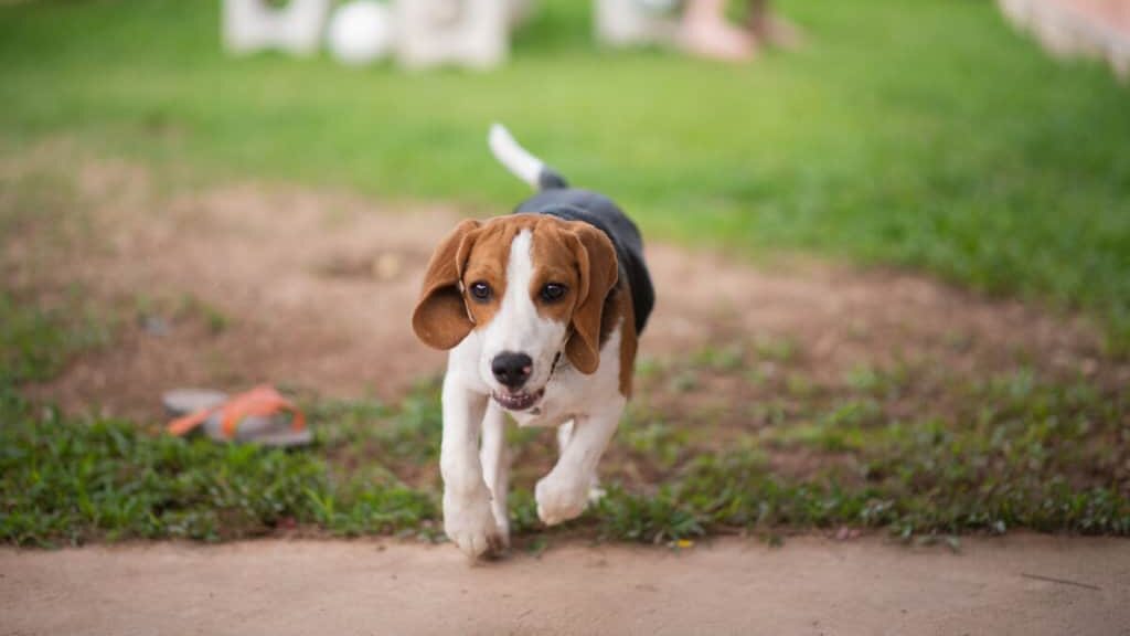 A beagle dog running in the grass.