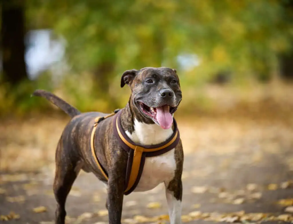 A brown and white dog standing in a park with leaves.