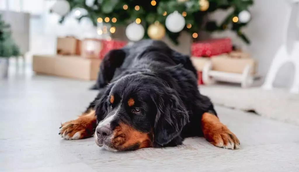 Bernese mountain dog laying on the floor in front of a christmas tree.