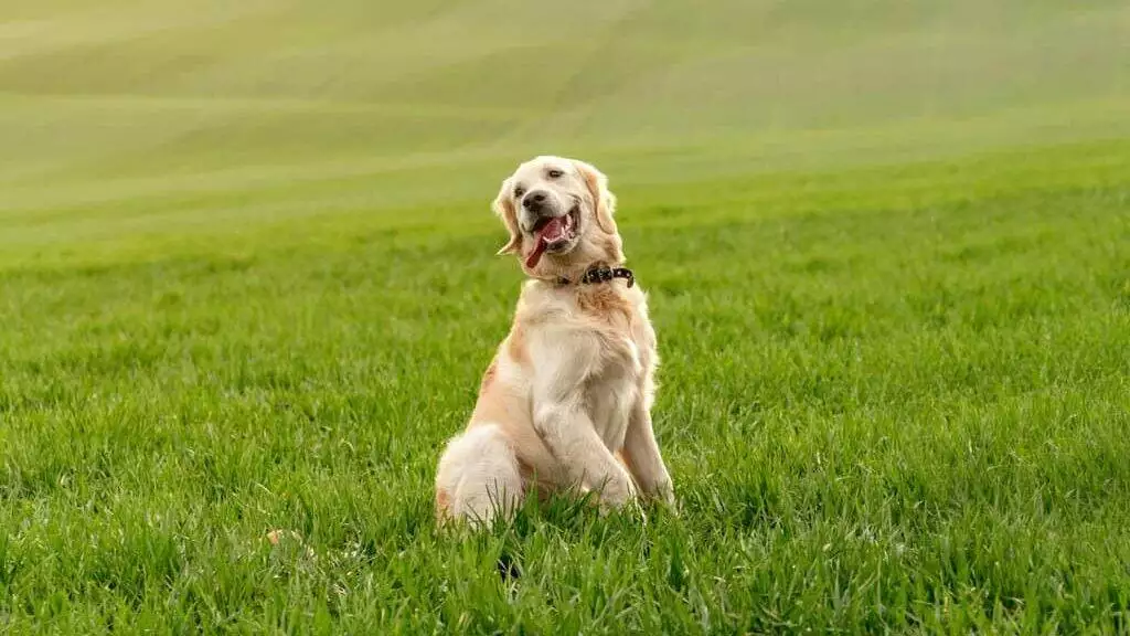 A golden retriever is sitting in a green field.