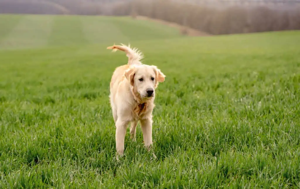 A golden retriever standing in a green field.