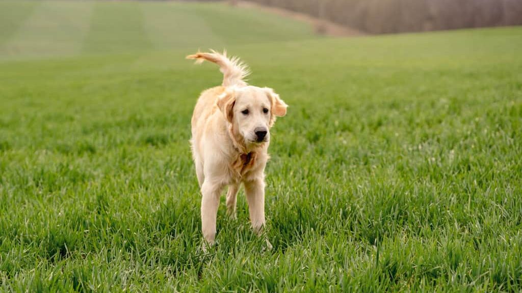 A golden retriever standing in a green field.