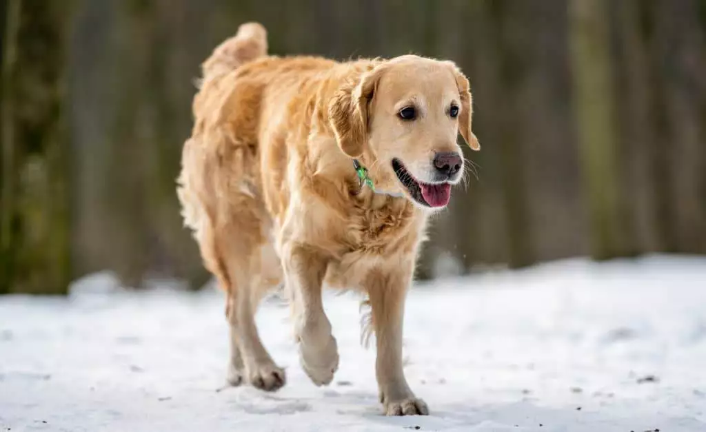 A golden retriever walking in the snow.