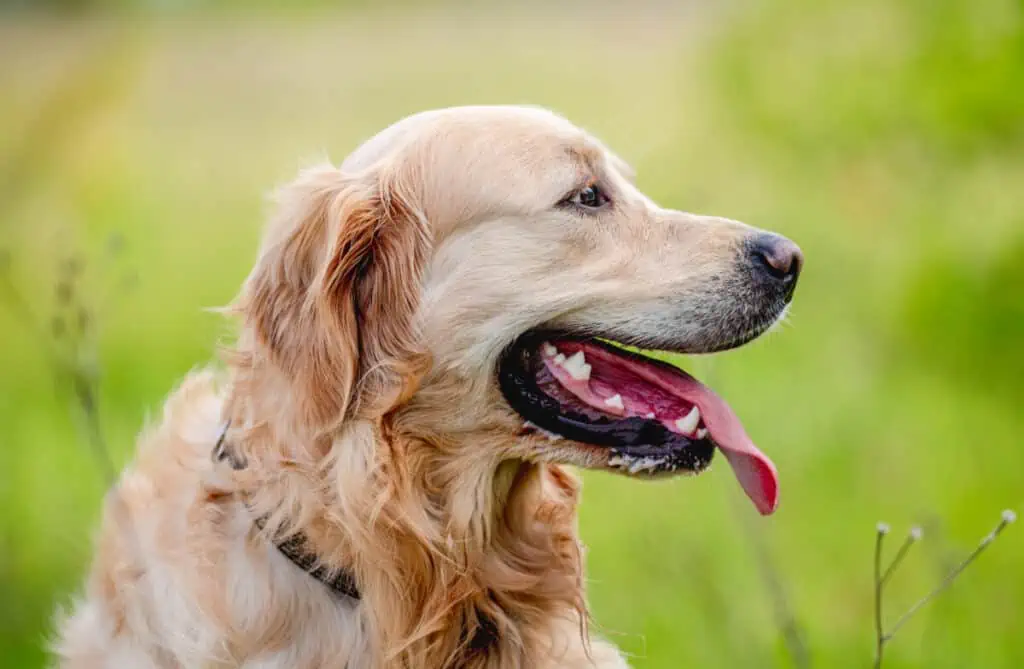 Golden retriever dog sitting in green grass outdoors in sunny summer day and looking back with tonque out. Closeup portrait of cute doggy pet during walk