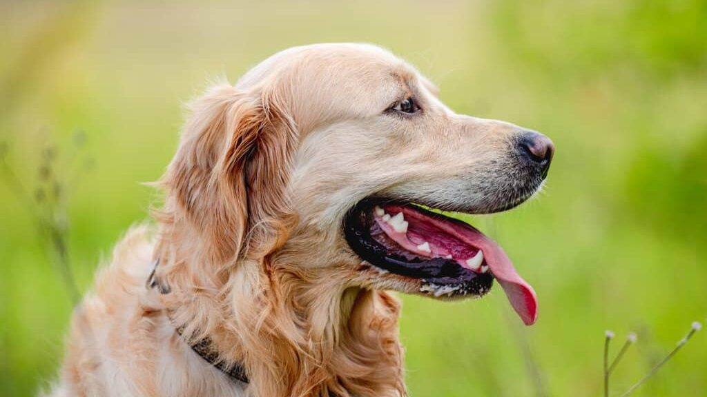 Golden retriever dog sitting in green grass outdoors in sunny summer day and looking back with tonque out. Closeup portrait of cute doggy pet during walk