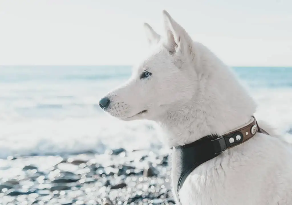 A white husky dog wearing a leather collar.
