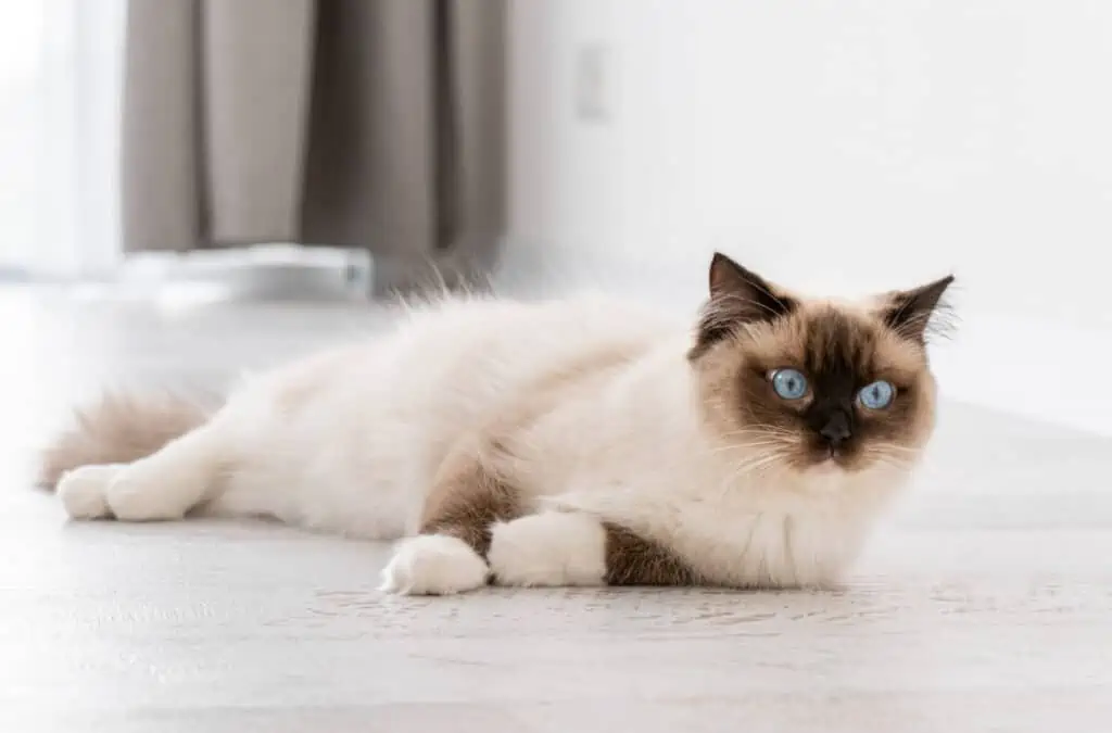 A siamese cat laying on the floor.