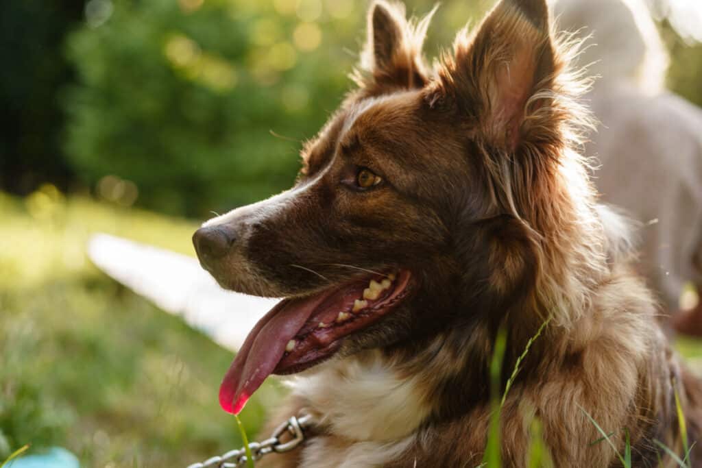 A brown and white dog is sitting in the grass.