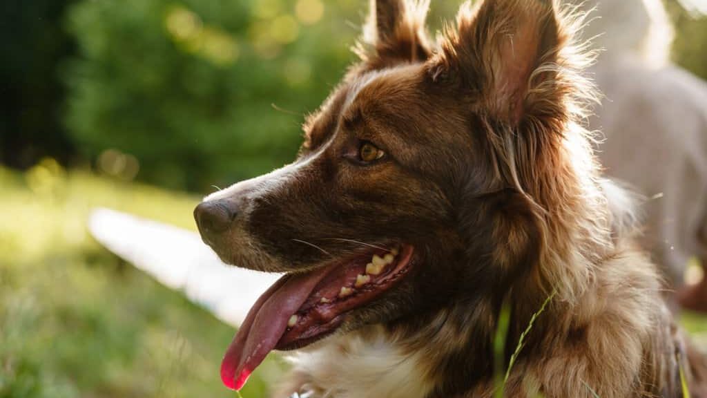 A brown and white dog is sitting in the grass.