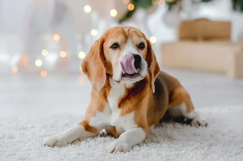 A beagle dog licking his tongue in front of a christmas tree.