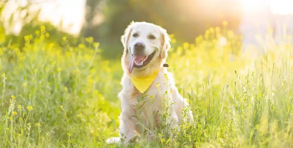 A dog in a field with a yellow bandana.