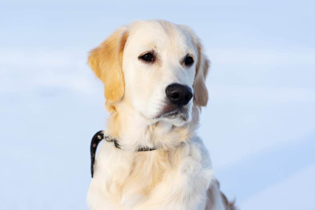 Cute muzzle of young retriever dog on snowy background