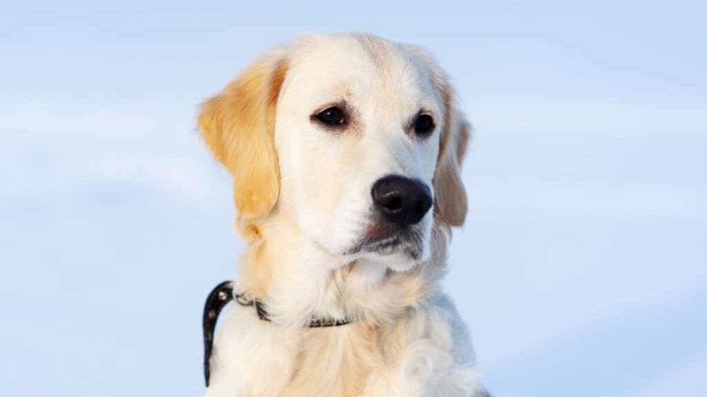 Cute muzzle of young retriever dog on snowy background