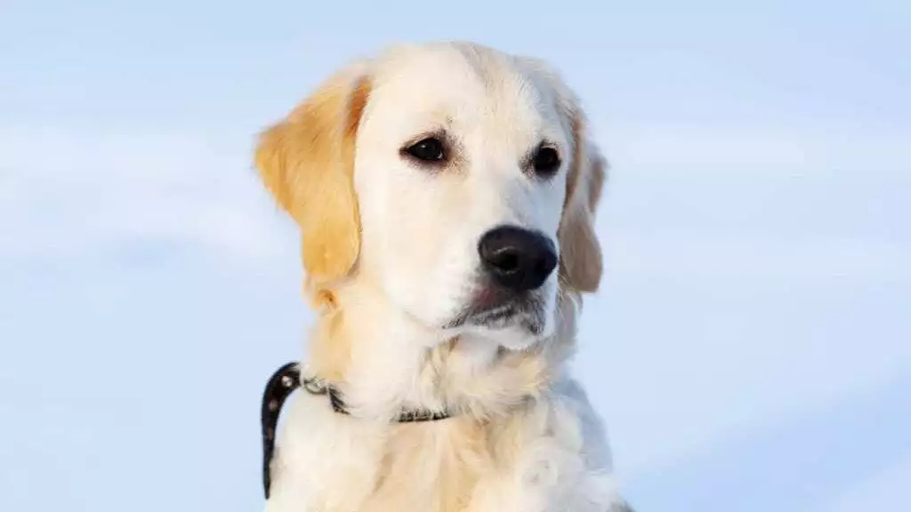 Cute muzzle of young retriever dog on snowy background
