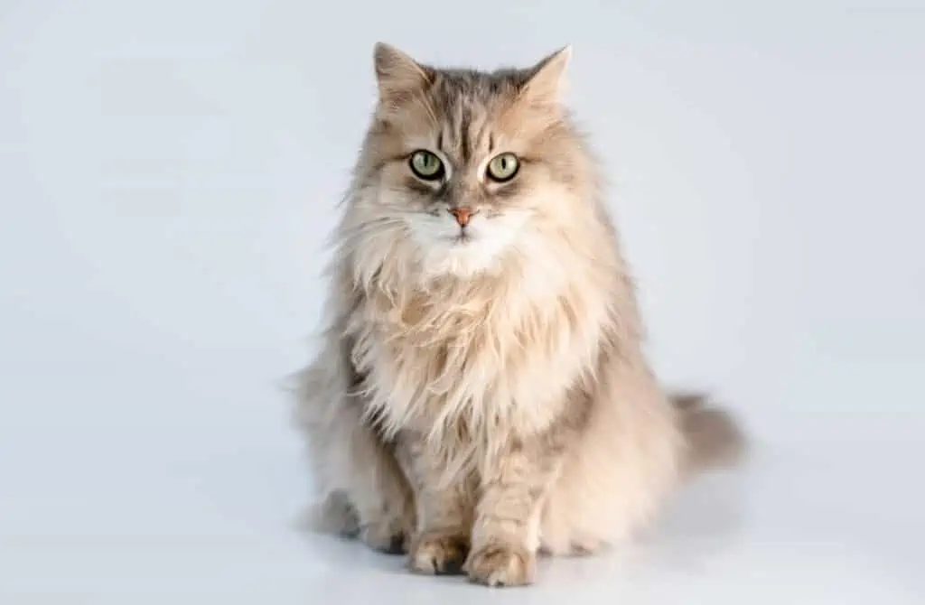 A long haired cat sitting on a white background.