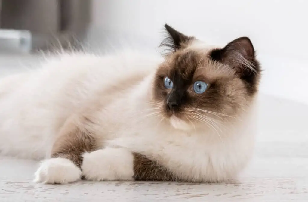 A siamese cat laying on the floor with blue eyes.