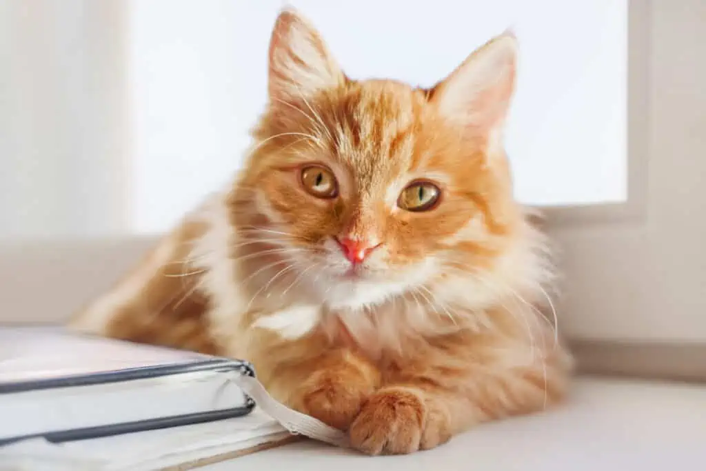 An orange tabby cat laying on top of a book.
