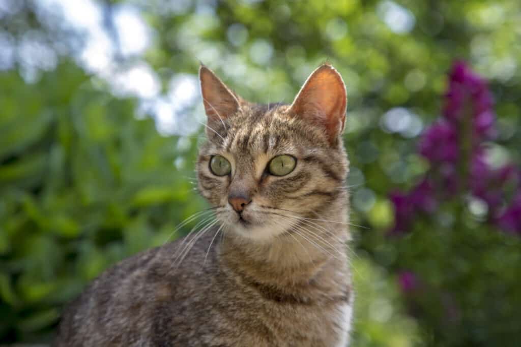 A tabby cat looking at the camera.