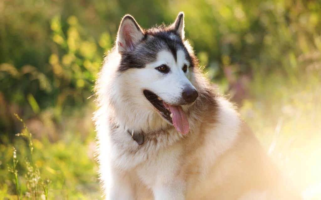 A husky dog is sitting in the grass.