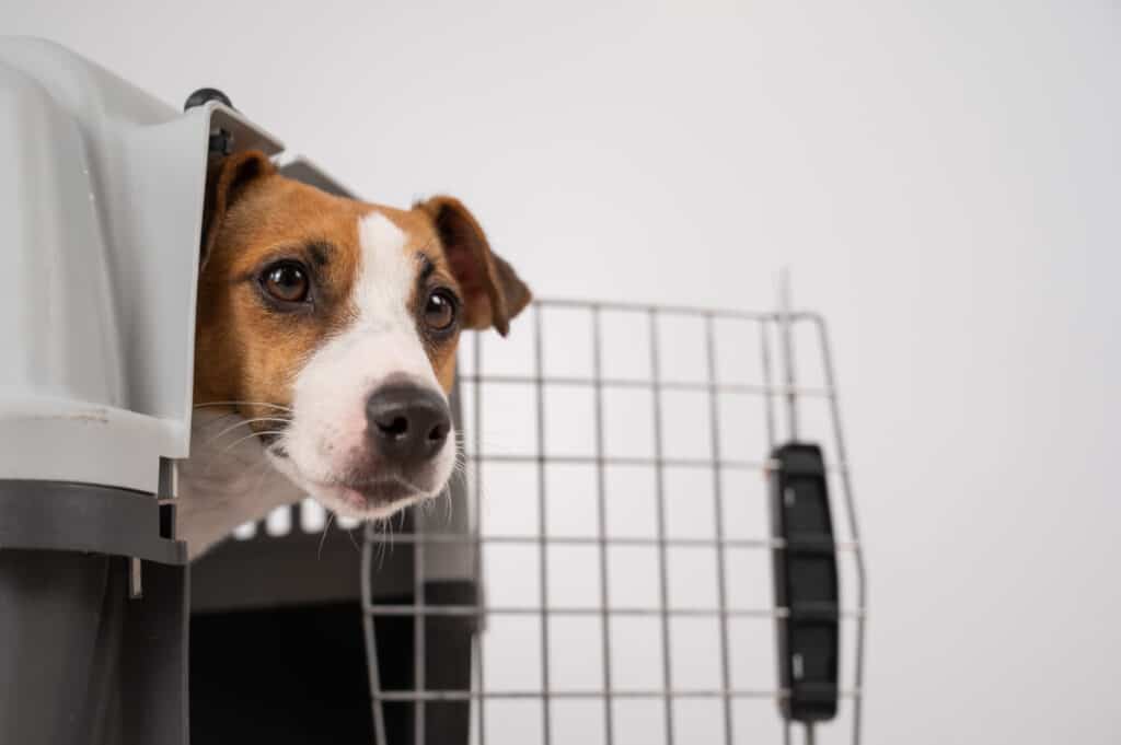 Dog peeking out of open plastic carrier
