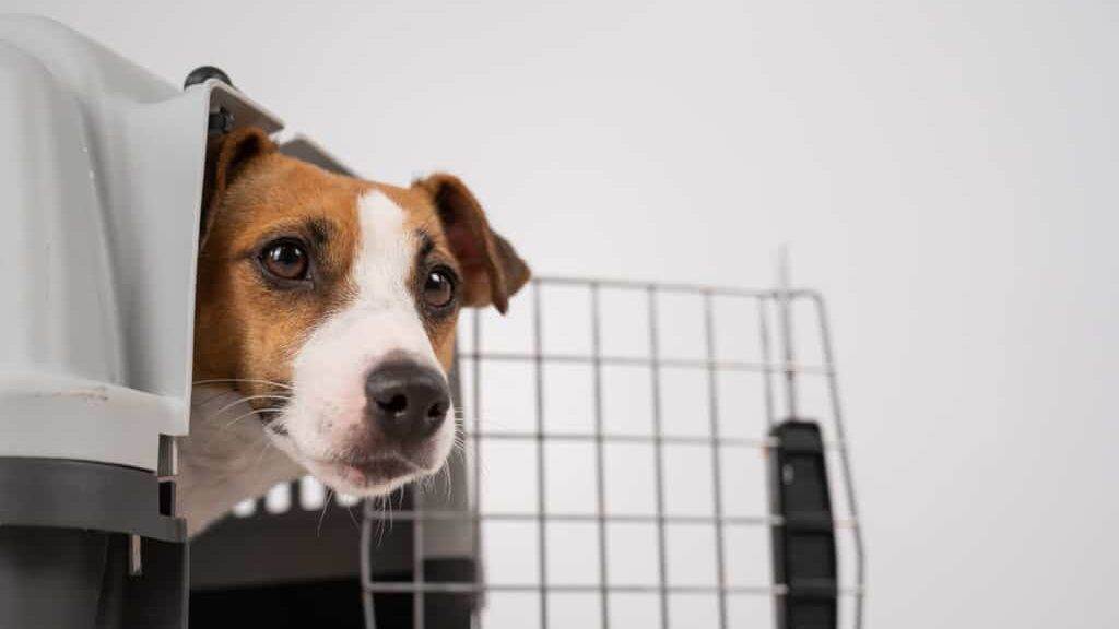 Dog peeking out of open plastic carrier