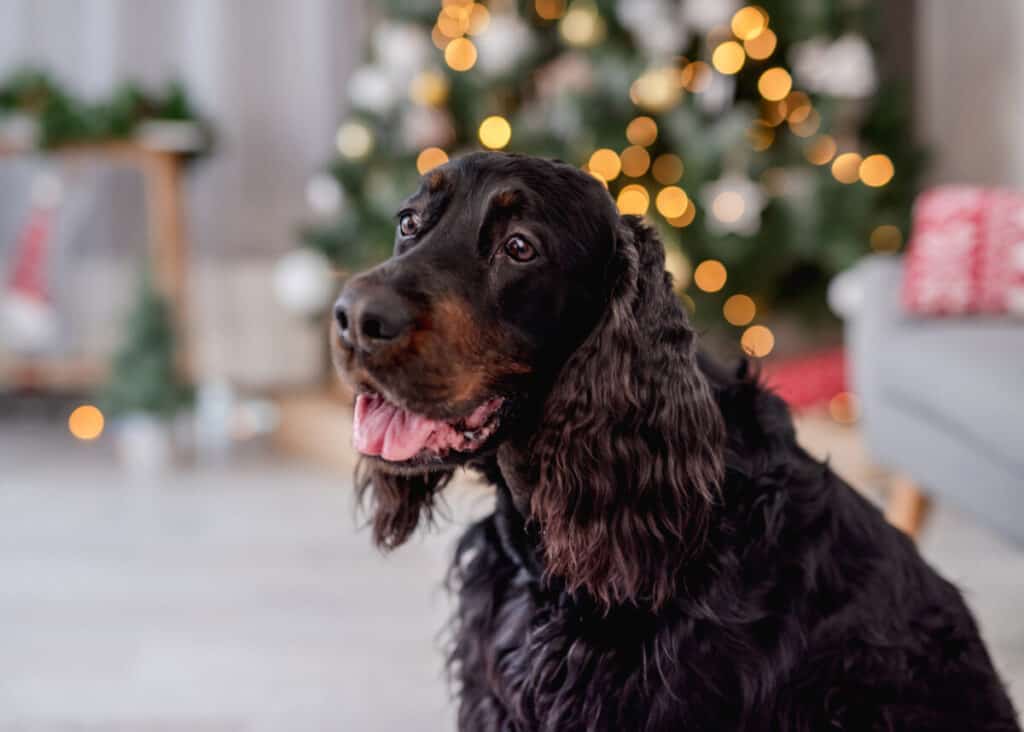 A black dog sitting in front of a christmas tree.