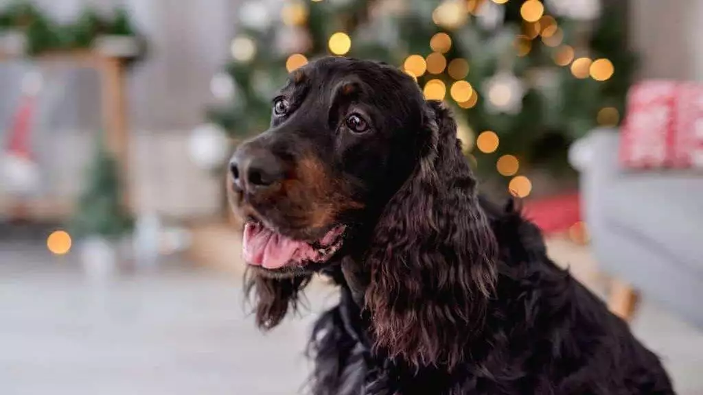 A black dog sitting in front of a christmas tree.