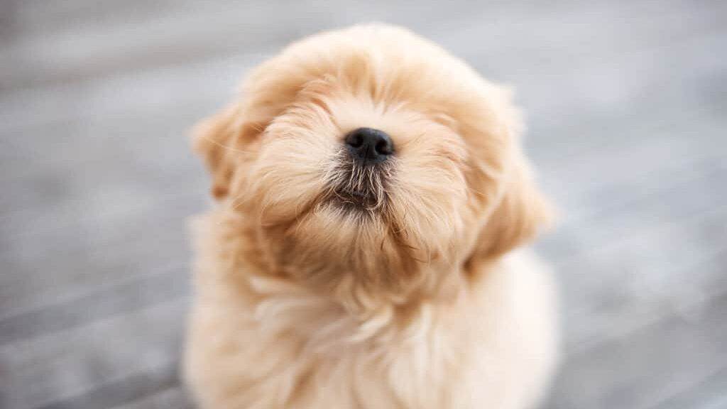 Shot of an adorable dog sitting on a wooden porch outdoors.