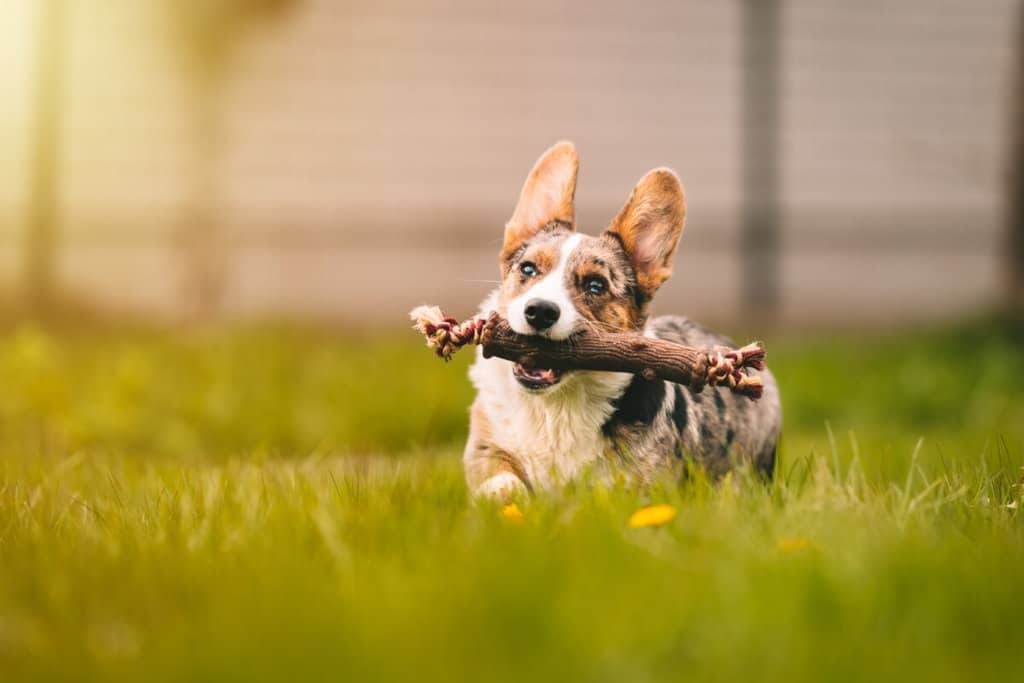 119 Best Old Man Names For Dogs BEST Ideas For 2024 119-best-old-man-names-for-dogs-best-ideas-for-2024