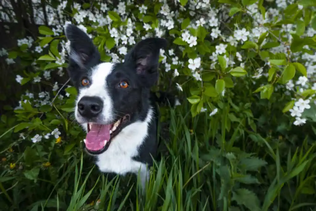 A happy dog in flowers. The pet is smiling. a cheerful border collie dog smiles in a cherry blossom
