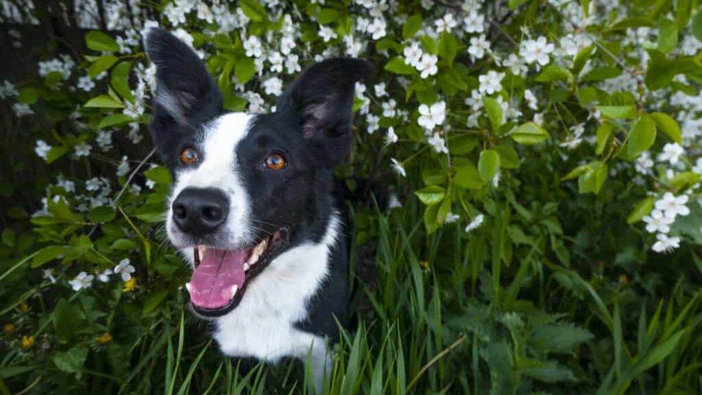 A happy dog in flowers. The pet is smiling. a cheerful border collie dog smiles in a cherry blossom