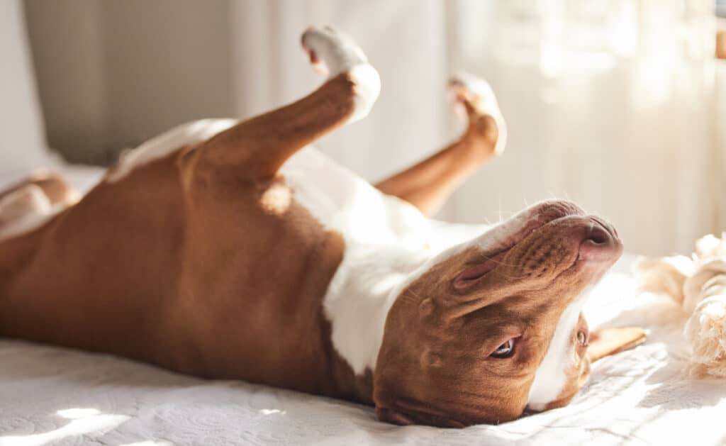 Let sleeping dogs lie. a sleepy dog taking a nap in bed at home