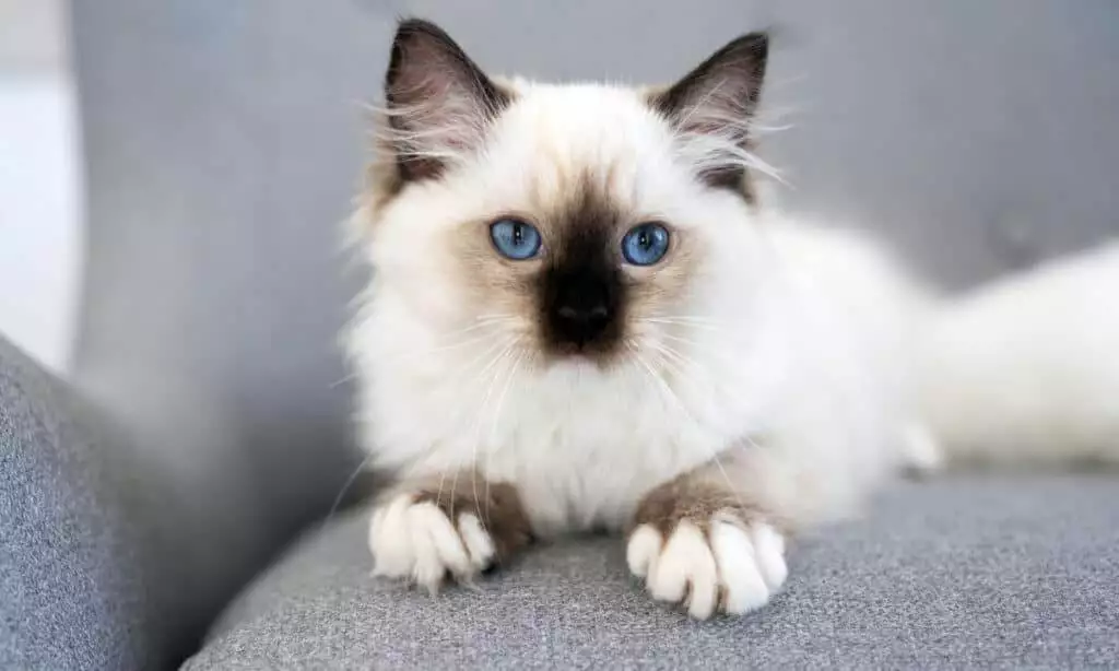 A white and blue cat is sitting on a gray chair.