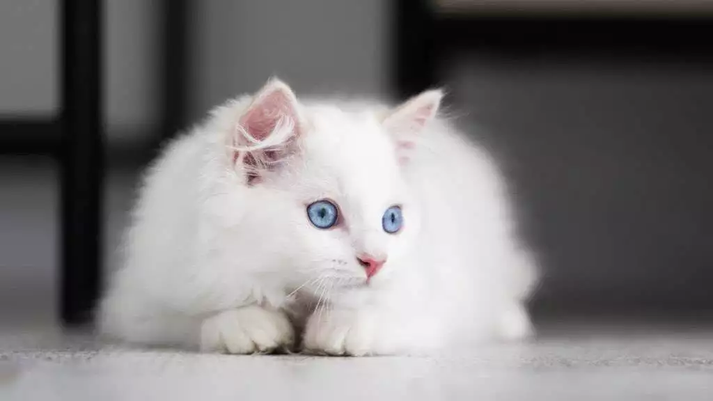 A white, blue-eyed ragdoll kitten.