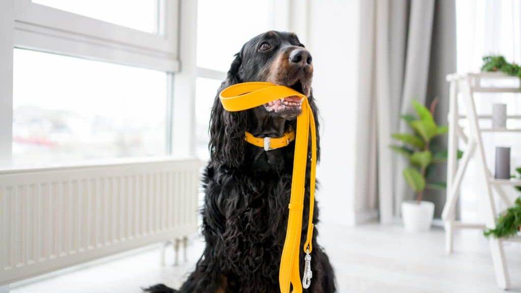 Setter dog holding yellow leash in its mouth at home. Cute doggy pet indoor with daylight