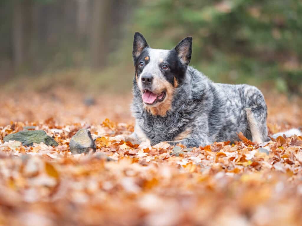 A blue heeler dog laying in the leaves.