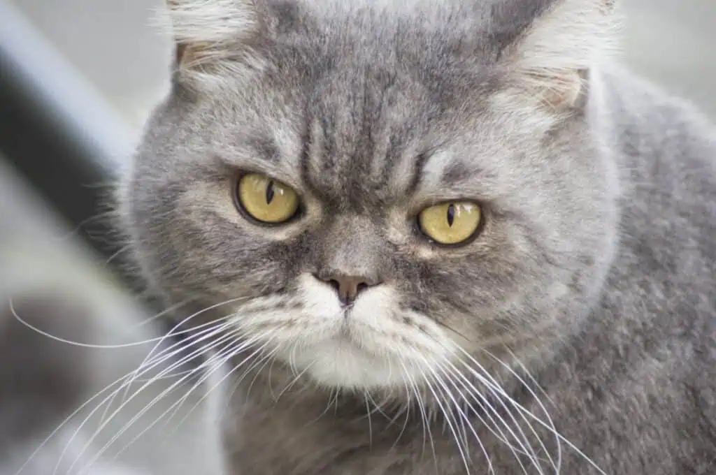 A gray cat with yellow eyes is staring at the camera.