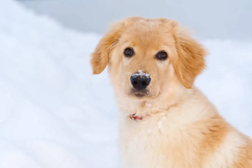 A golden retriever puppy sitting in the snow.