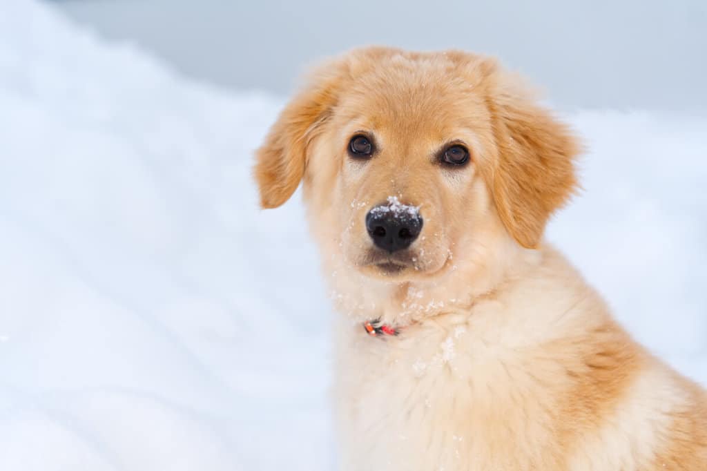 A golden retriever puppy sitting in the snow.