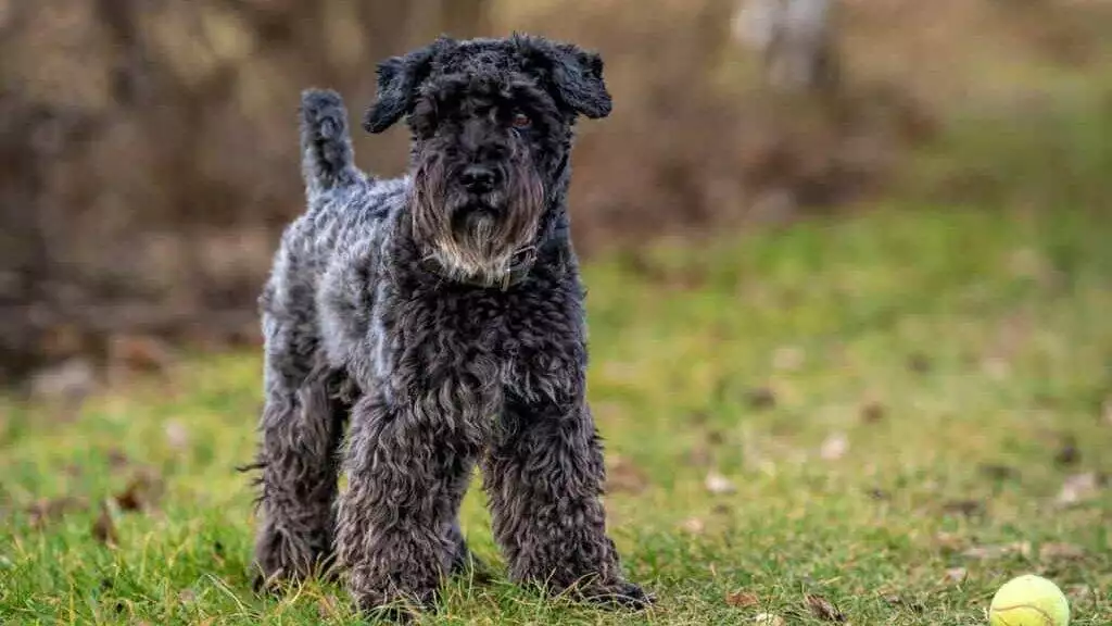 a dog with a tennis ball plays in the meadow, little black schnauzer. High quality photo