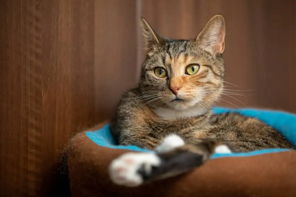 A tabby cat laying in a cat bed.