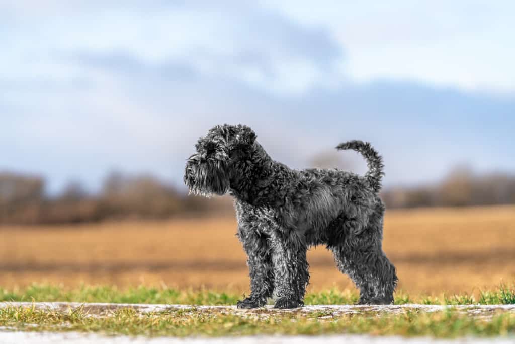 449-black-dog-names-best-2024-picks-blog-of-tom