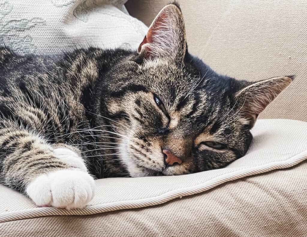 Beautiful female tabby cat at home, adorable domestic pet portrait, close-up