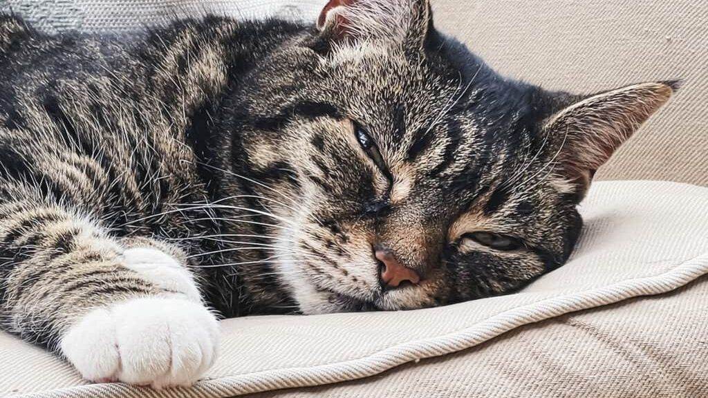 Beautiful female tabby cat at home, adorable domestic pet portrait, close-up