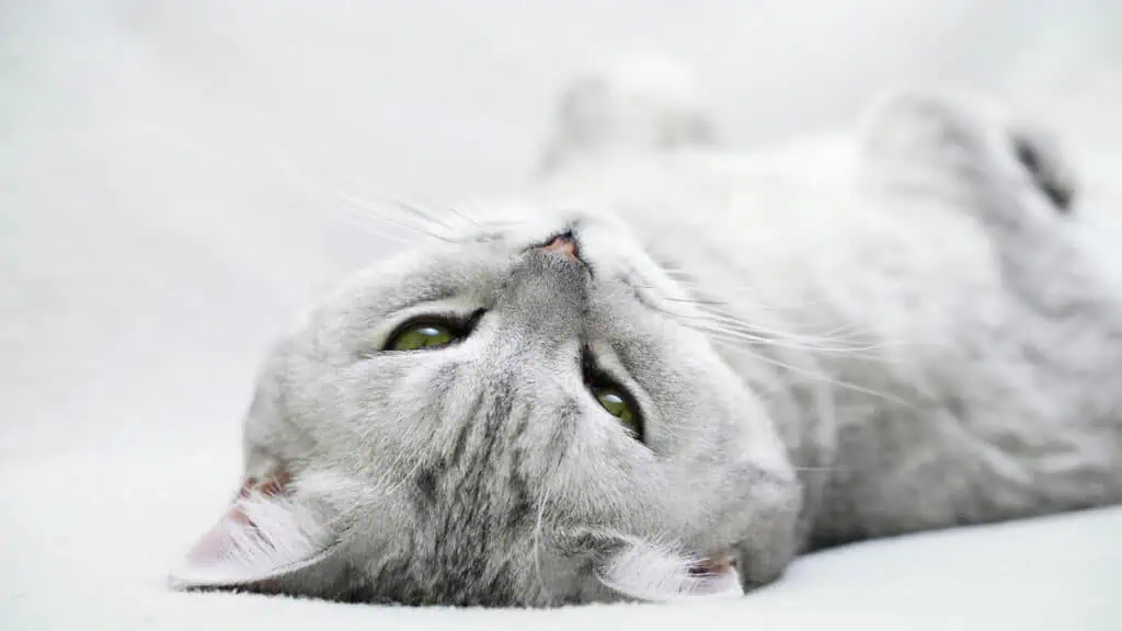 A gray cat laying on a white background.