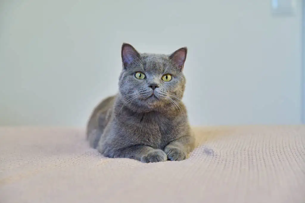 A gray cat laying on a bed.