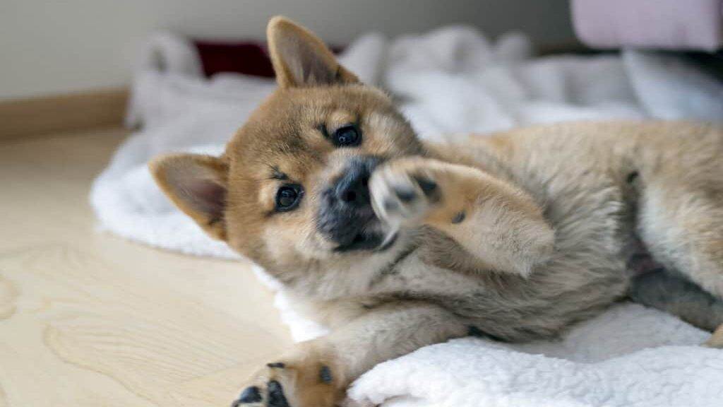 Portrait of cute Shiba Inu small dog, puppy, Close up. Dogecoin. Red-haired Japanese dog smile portrait. Illuminating color, cryptocurrency, electronic money. High quality photo